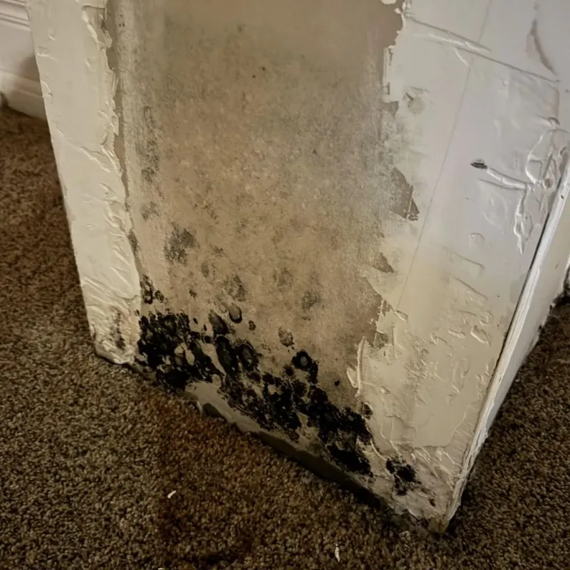Professional Mold Removal in Rock Springs, WY